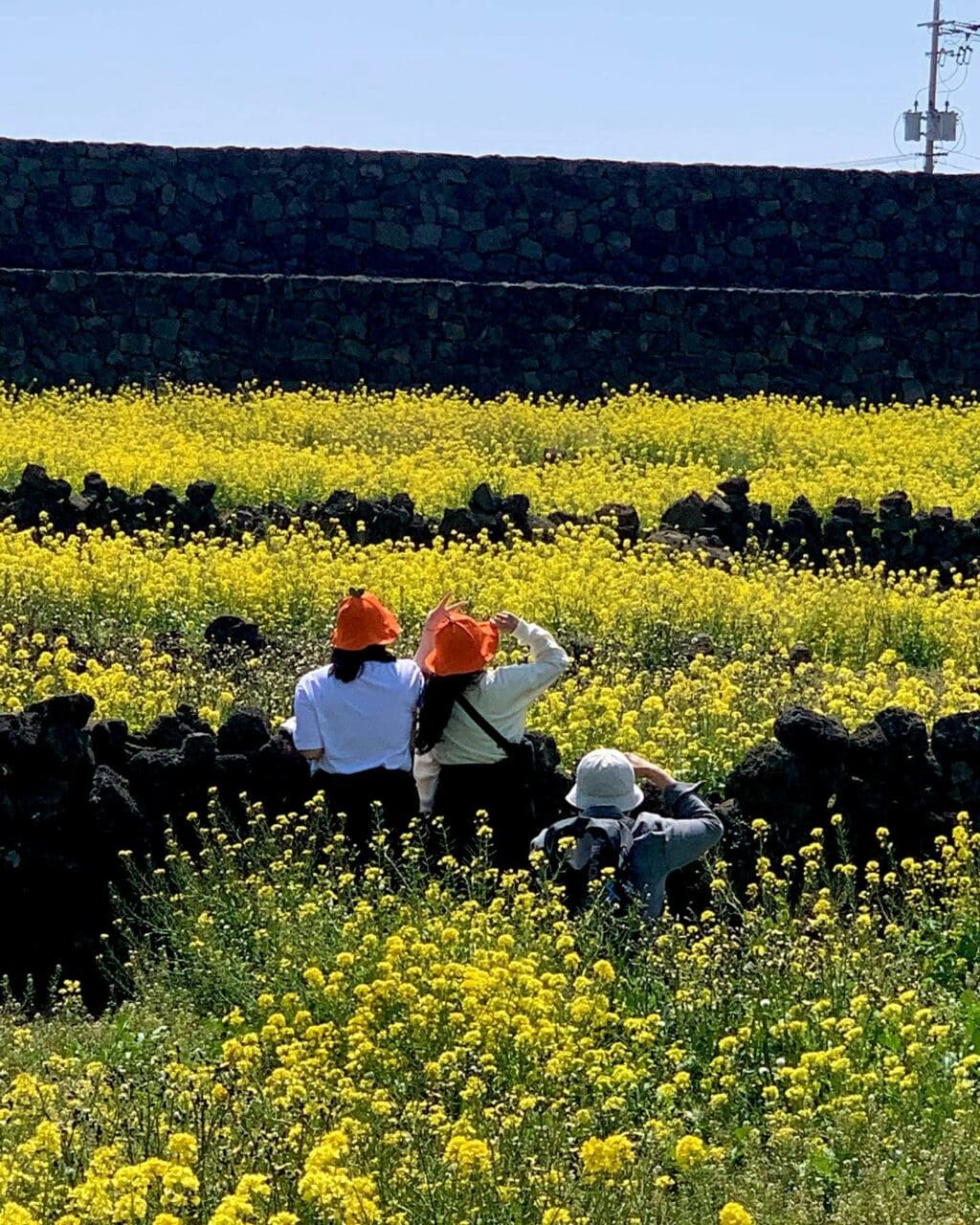 제주 여행, 제주 하도리 별방진과 유채꽃 풍경, Photo from payu.jeju Instagram