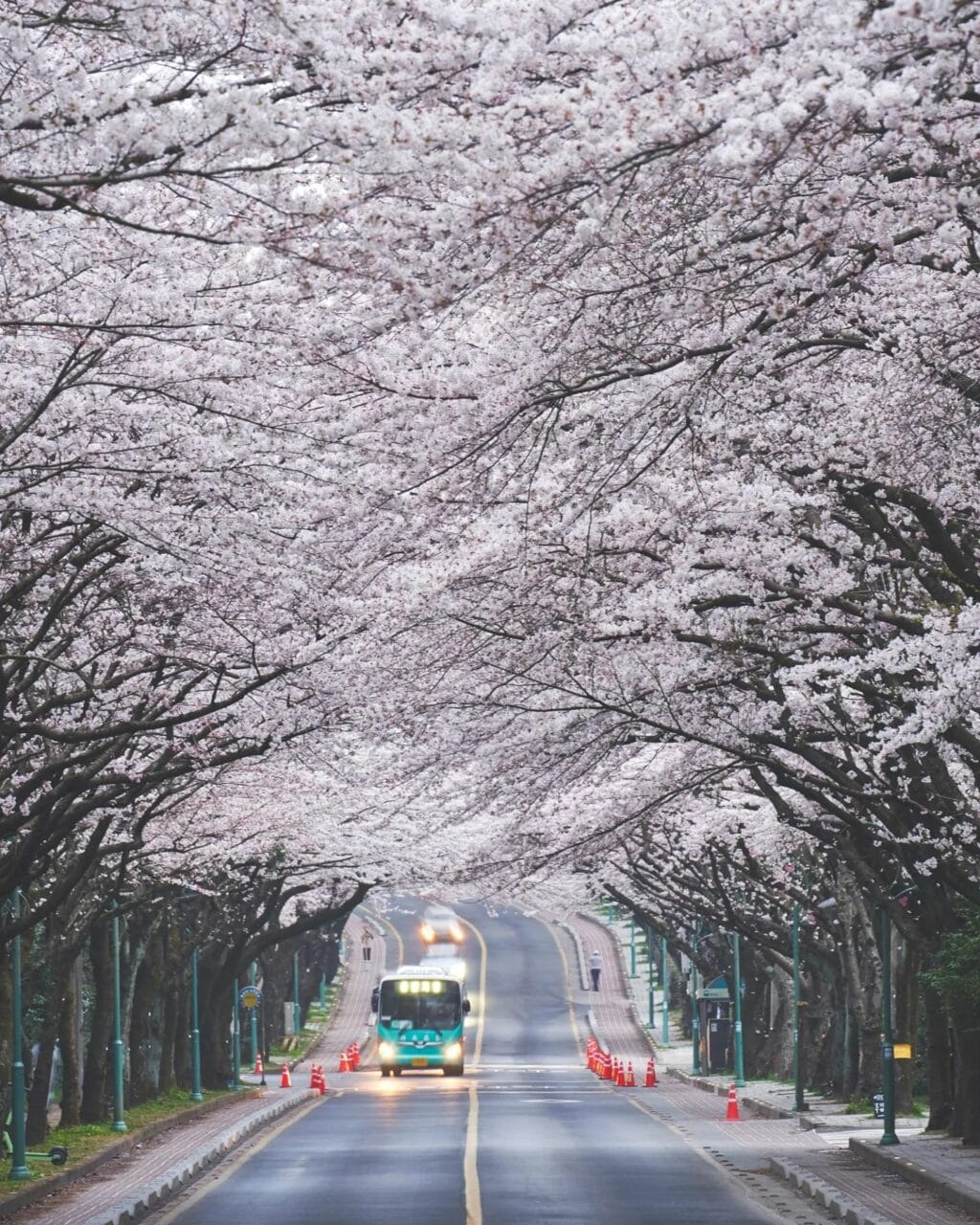 제주 여행, 제주대 벚꽃길 풍경, Photo from jejudo_here Instagram