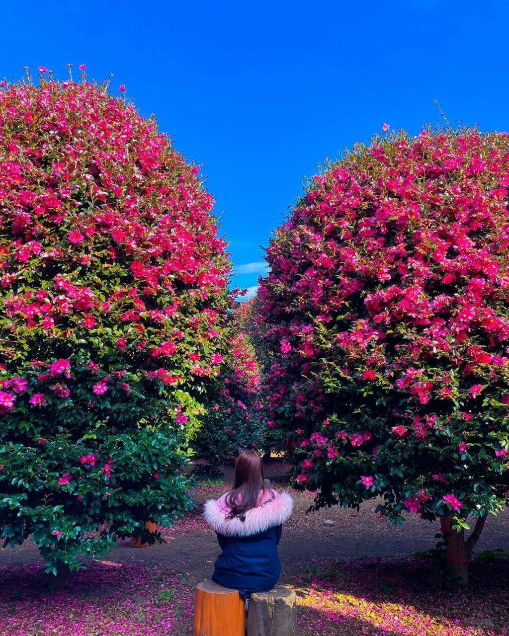 제주 출사 여행을 위한 아름다운 제주 여행지 34 제주동백수목원 동백꽃밭 풍경