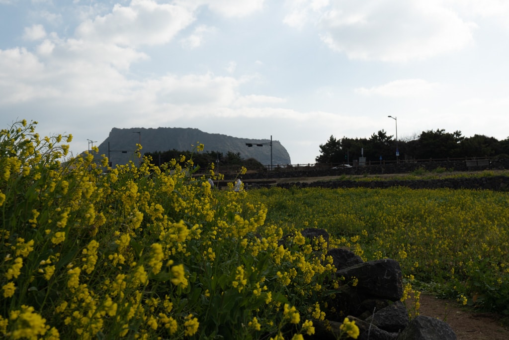 제주여행, 광치기해변 주차장옆 유채꿏밭