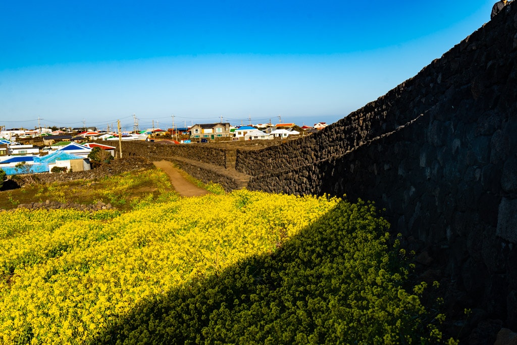 제주스러운 유채꽃 명소, 별방진 유채꽃 8