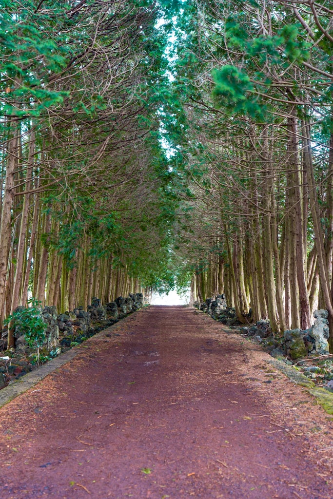 실망 속 봄 희망을 듣다, 23년 2월 제주 여행기 58