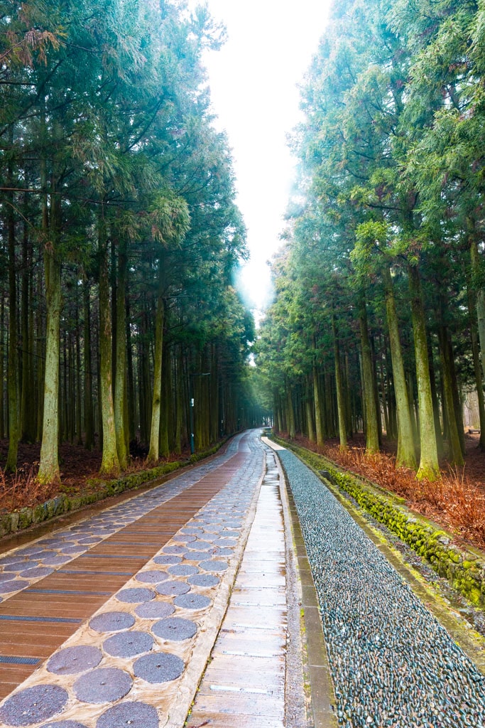 실망 속 봄 희망을 듣다, 23년 2월 제주 여행기 56