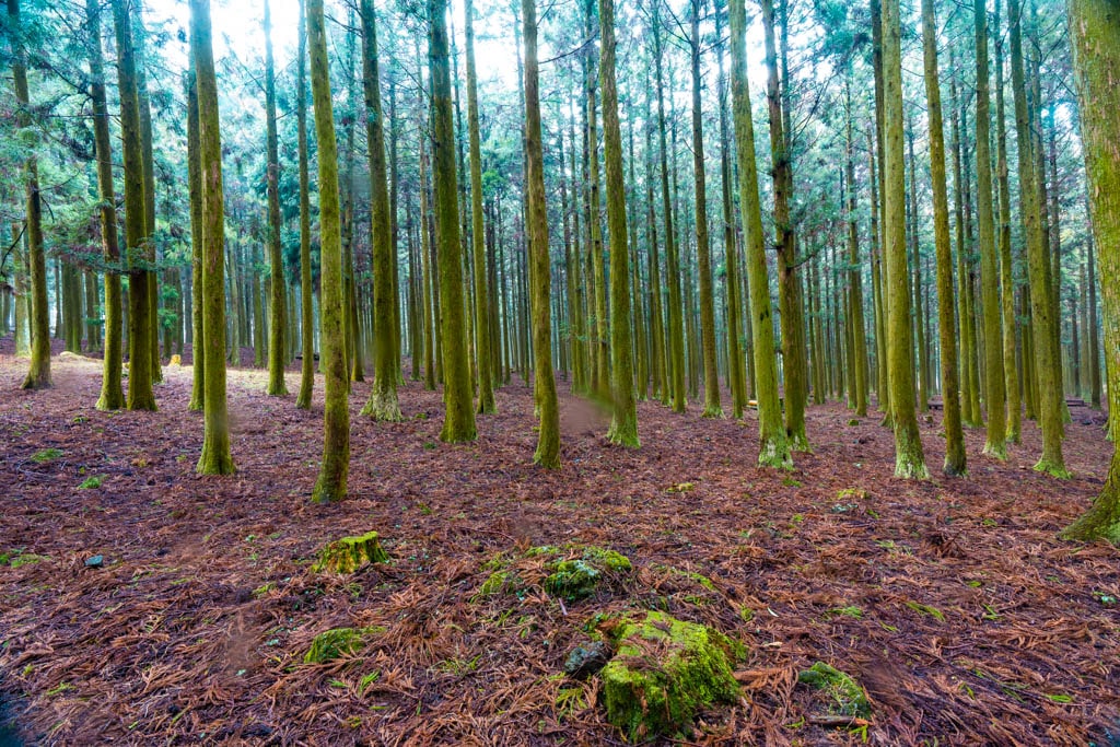 실망 속 봄 희망을 듣다, 23년 2월 제주 여행기 57