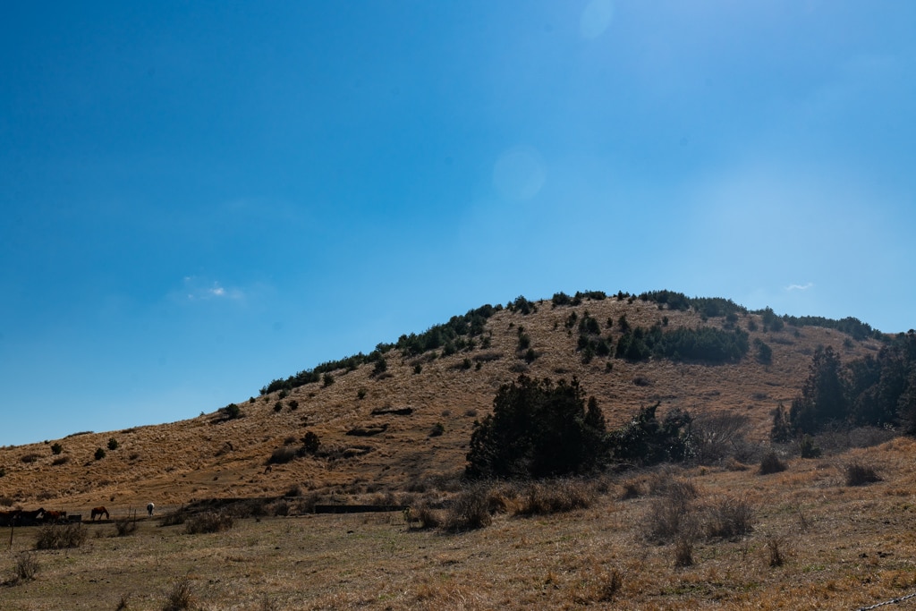 실망 속 봄 희망을 듣다, 23년 2월 제주 여행기 50