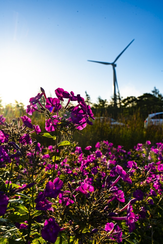 환상적인 청옥산 육백마지기 아침 풍경을 담다 16