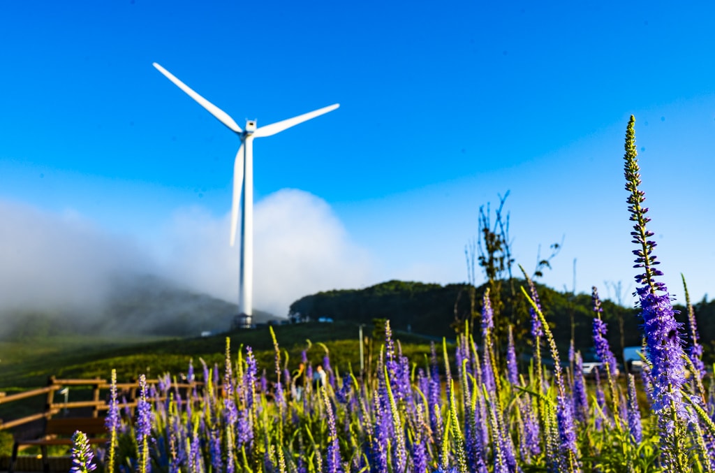 환상적인 청옥산 육백마지기 아침 풍경을 담다 18