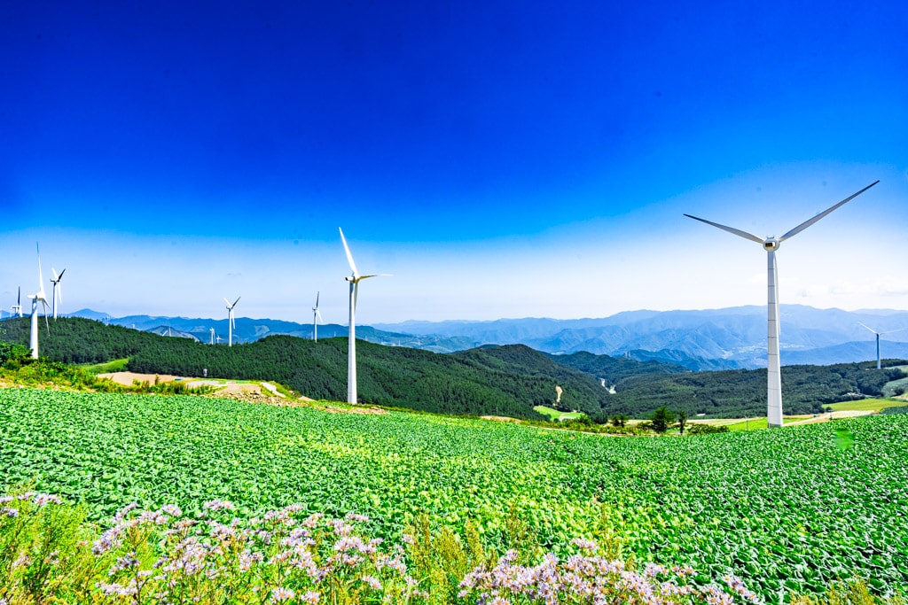 강원 태백 바람의 언덕 다녀온 이야기 7
