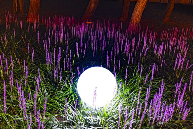 23년 9월 맥문동 출사 여행