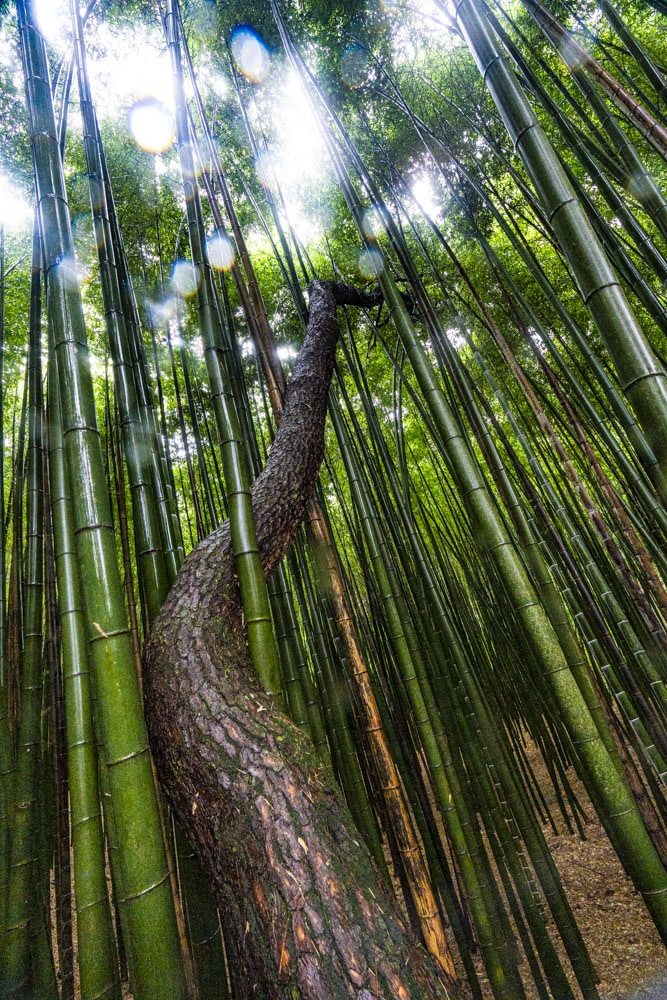 23년 9월 19~20일 꽃무릇 출사기(선운사 꽃무릇, 불갑사 꽃무릇, 용천사 꽃무릇) 24