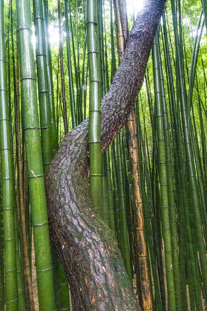 23년 9월 19~20일 꽃무릇 출사기(선운사 꽃무릇, 불갑사 꽃무릇, 용천사 꽃무릇) 23