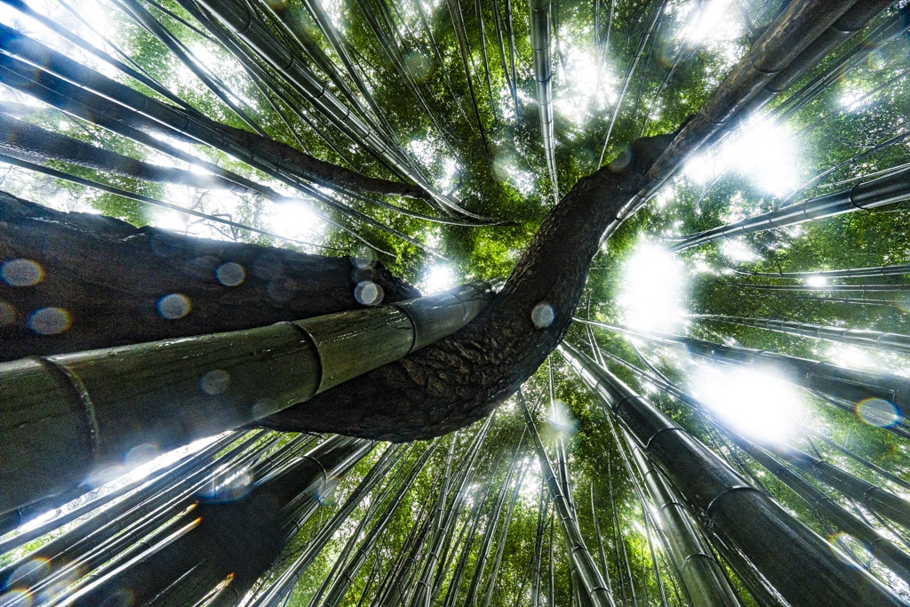 23년 9월 19~20일 꽃무릇 출사기(선운사 꽃무릇, 불갑사 꽃무릇, 용천사 꽃무릇) 25