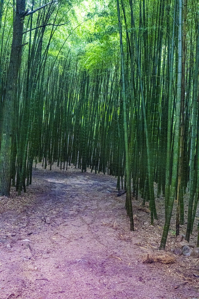 23년 9월 19~20일 꽃무릇 출사기(선운사 꽃무릇, 불갑사 꽃무릇, 용천사 꽃무릇) 20