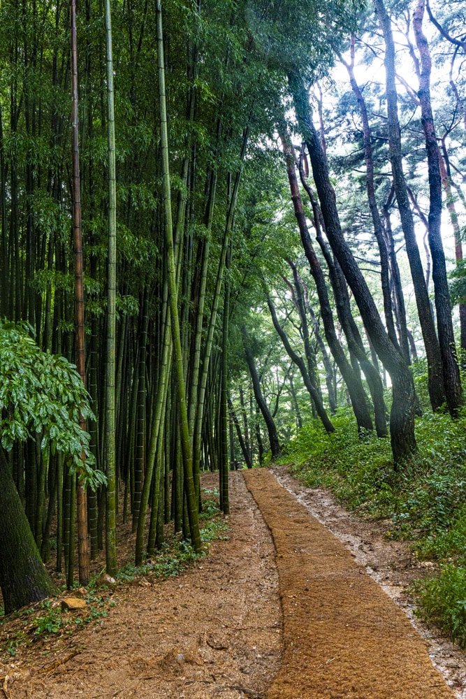 23년 9월 19~20일 꽃무릇 출사기(선운사 꽃무릇, 불갑사 꽃무릇, 용천사 꽃무릇) 21