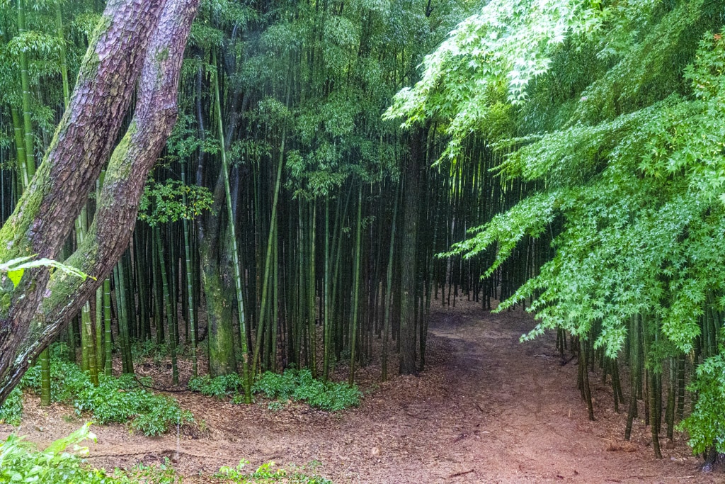 23년 9월 19~20일 꽃무릇 출사기(선운사 꽃무릇, 불갑사 꽃무릇, 용천사 꽃무릇) 19