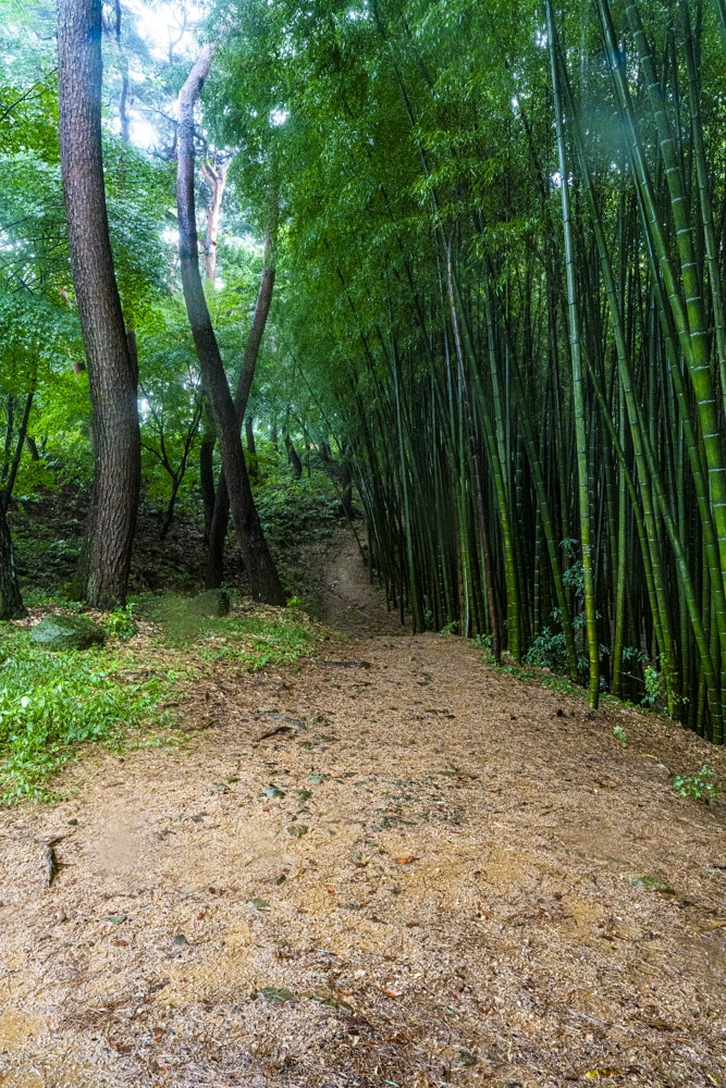 23년 9월 19~20일 꽃무릇 출사기(선운사 꽃무릇, 불갑사 꽃무릇, 용천사 꽃무릇) 22