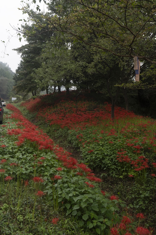 23년 9월 19~20일 꽃무릇 출사기(선운사 꽃무릇, 불갑사 꽃무릇, 용천사 꽃무릇) 17