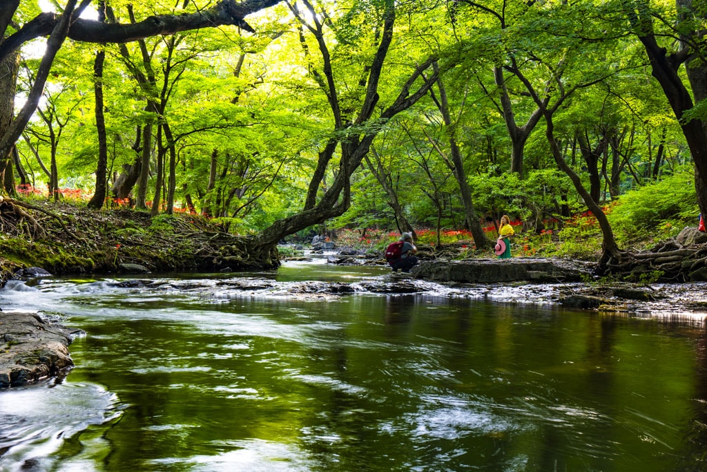 23년 9월 19~20일 꽃무릇 출사기(선운사 꽃무릇, 불갑사 꽃무릇, 용천사 꽃무릇) 4
