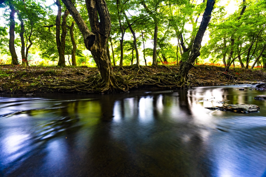23년 9월 19~20일 꽃무릇 출사기(선운사 꽃무릇, 불갑사 꽃무릇, 용천사 꽃무릇) 6