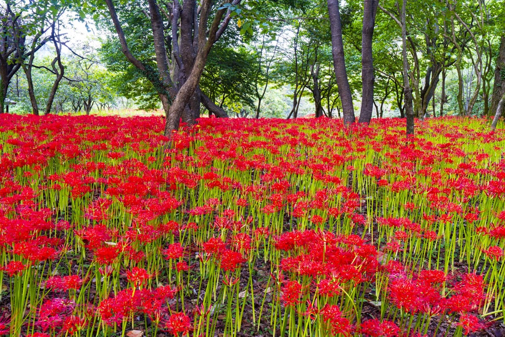 23년 9월 19~20일 꽃무릇 출사기(선운사 꽃무릇, 불갑사 꽃무릇, 용천사 꽃무릇) 2