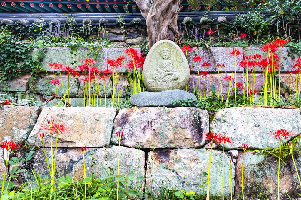 23년 9월 19~20일 꽃무릇 출사기(선운사 꽃무릇, 불갑사 꽃무릇, 용천사 꽃무릇) 13