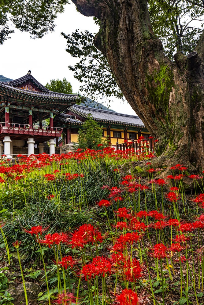 23년 9월 19~20일 꽃무릇 출사기(선운사 꽃무릇, 불갑사 꽃무릇, 용천사 꽃무릇) 11