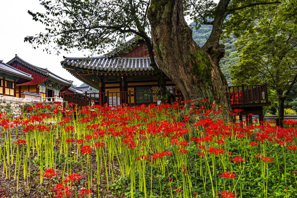 23년 9월 19~20일 꽃무릇 출사기(선운사 꽃무릇, 불갑사 꽃무릇, 용천사 꽃무릇) 12