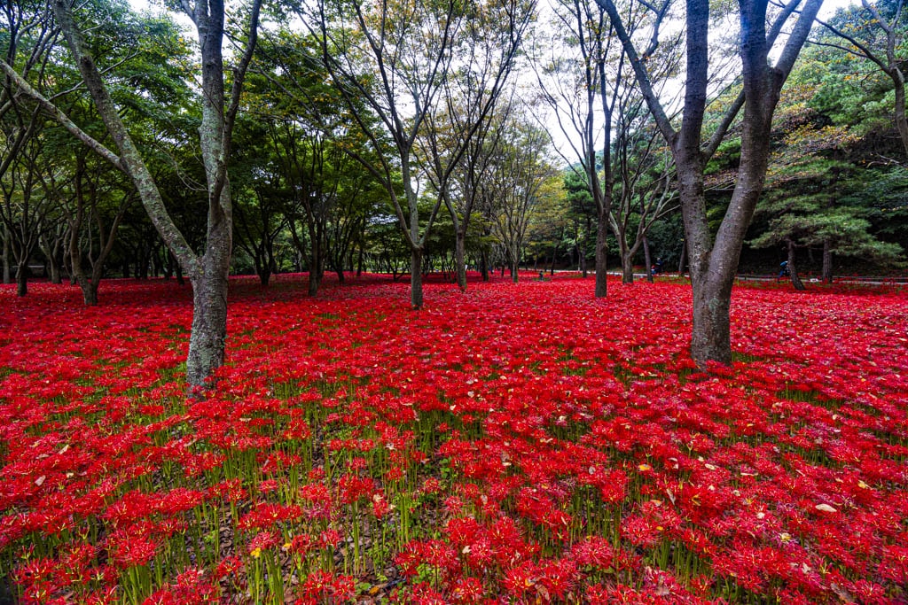 23년 9월 19~20일 꽃무릇 출사기(선운사 꽃무릇, 불갑사 꽃무릇, 용천사 꽃무릇) 15