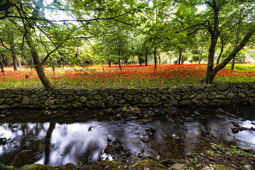 23년 9월 19~20일 꽃무릇 출사기(선운사 꽃무릇, 불갑사 꽃무릇, 용천사 꽃무릇) 16