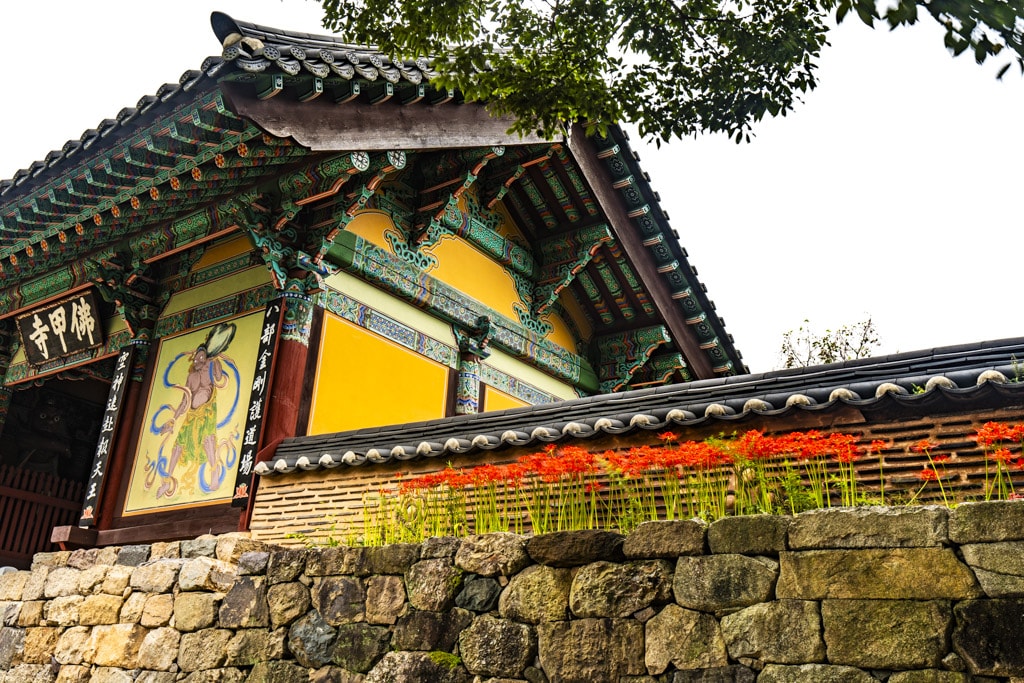 23년 9월 19~20일 꽃무릇 출사기(선운사 꽃무릇, 불갑사 꽃무릇, 용천사 꽃무릇) 8