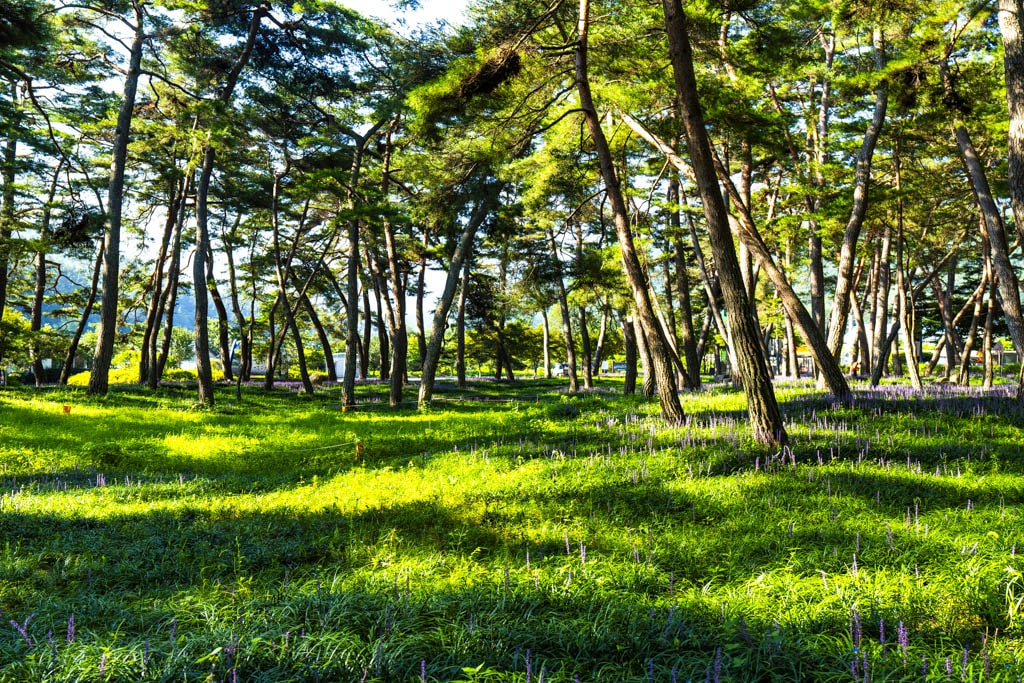 23년 9월 맥문동 출사 여행 10