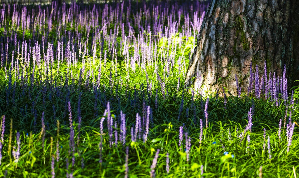 23년 9월 맥문동 출사 여행 11