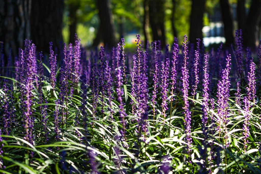 23년 9월 맥문동 출사 여행 12