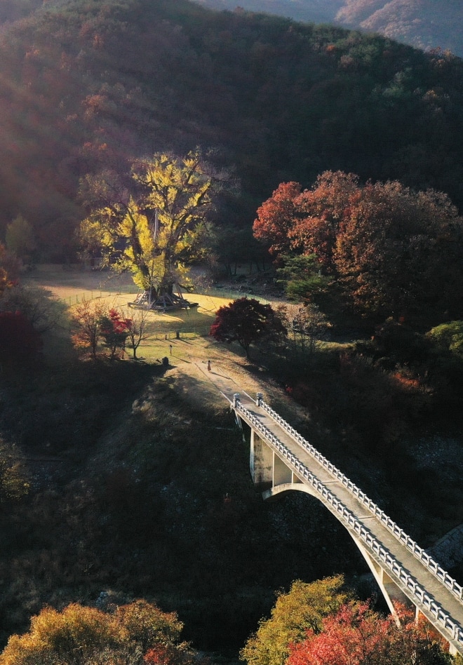 가을 은행나무 출사지, 천년동안 지켜온 가을의 전설 3