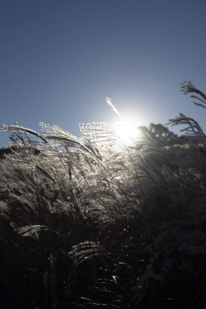 억새 장관을 담기위한 황매산 일출 출사기 2 억새 장관을 담기위한 황매산 일출 출사기 2