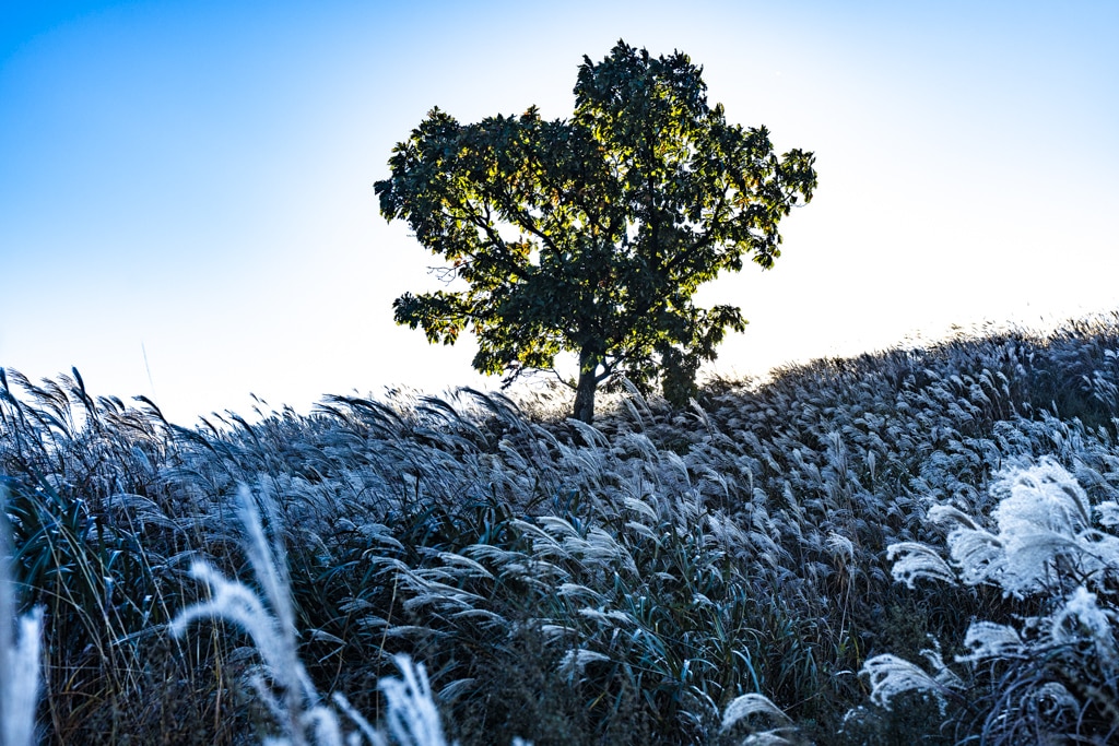 억새 장관을 담기위한 황매산 일출 출사기 5 억새 장관을 담기위한 황매산 일출 출사기 5