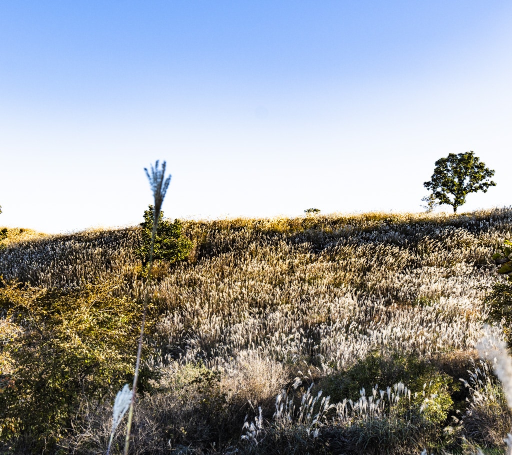 억새 장관을 담기위한 황매산 일출 출사기 4 억새 장관을 담기위한 황매산 일출 출사기 4