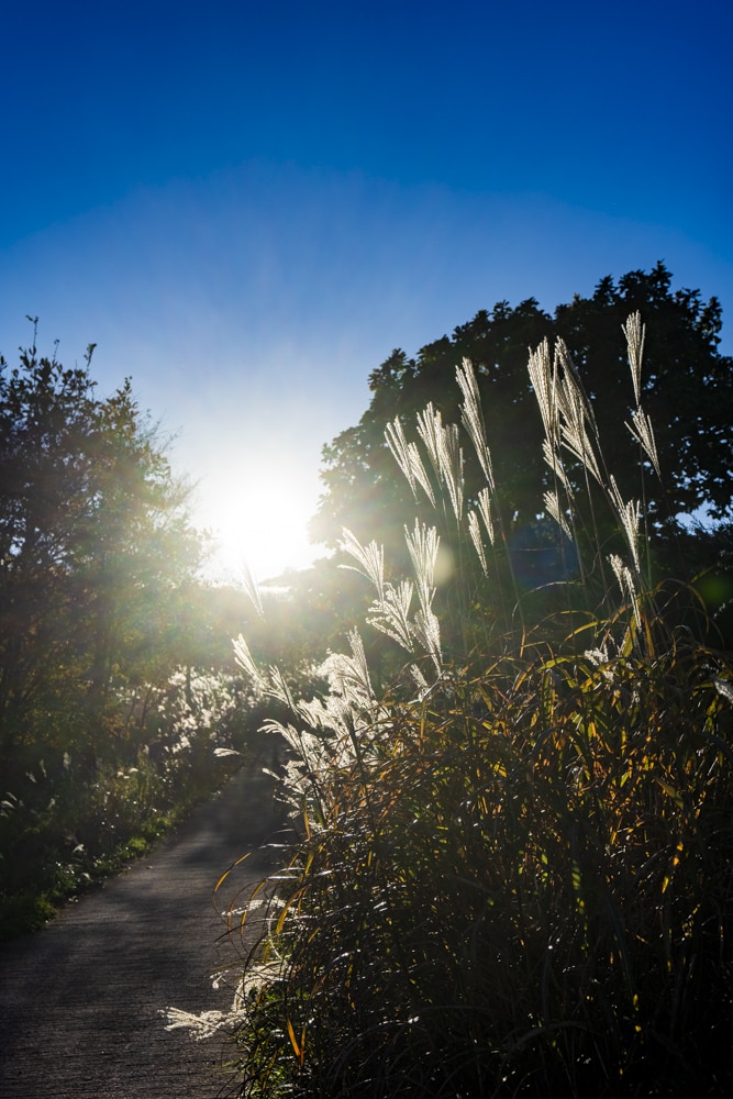 억새 장관을 담기위한 황매산 일출 출사기 6 억새 장관을 담기위한 황매산 일출 출사기 6