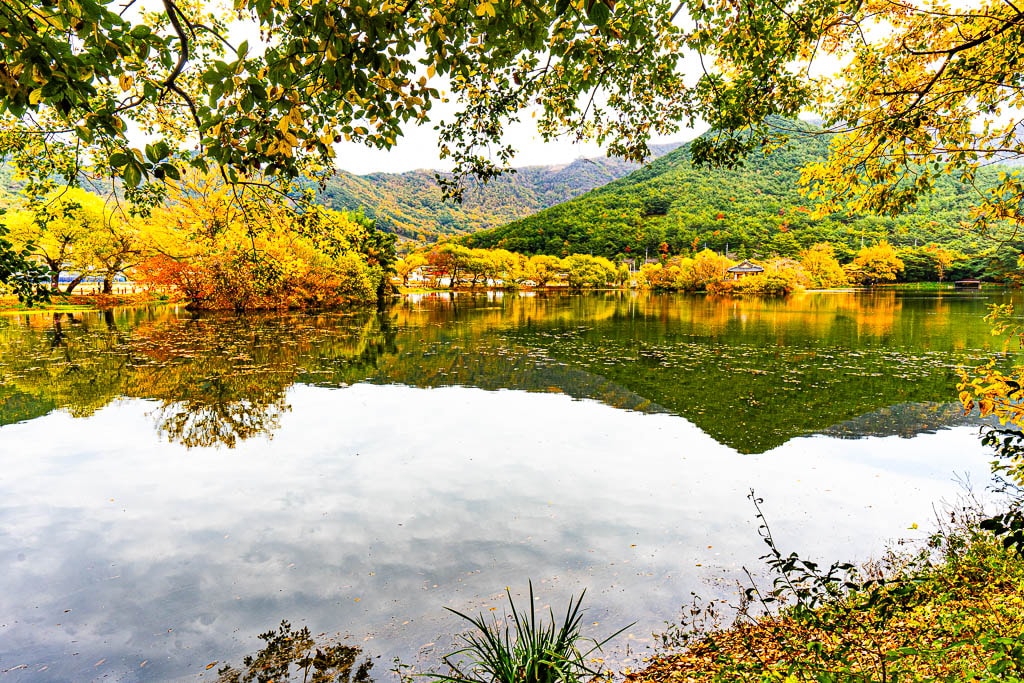 가을 단풍이 아름다웠던 밀양 위양지, 5월 이팝나무 풍경의 아쉬움을 잊게하다. 6
