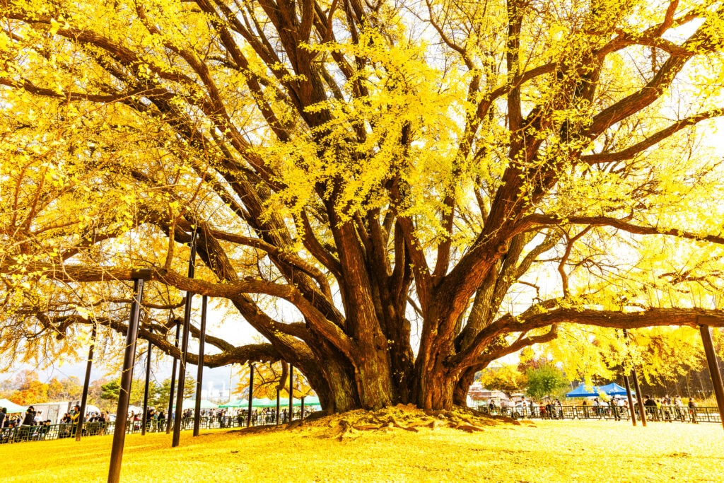 버킷리스트에 포함해야 한다는 가을 주산지에 다녀오다 33