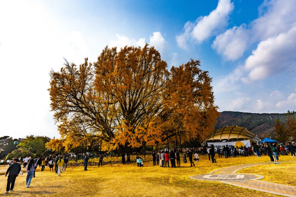 버킷리스트에 포함해야 한다는 가을 주산지에 다녀오다 32