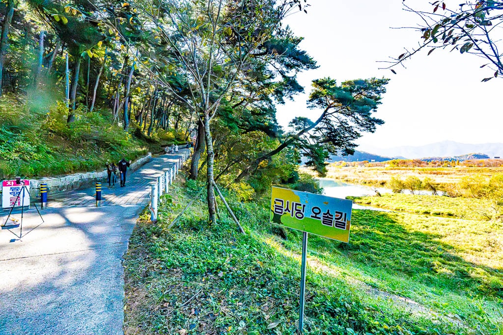 밀양 금시당 은행나무 출사를 다녀와서 2