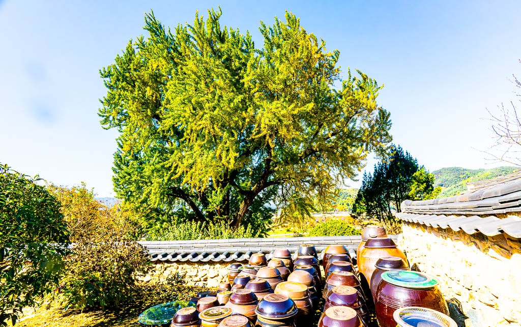 밀양 금시당 은행나무 출사를 다녀와서 7