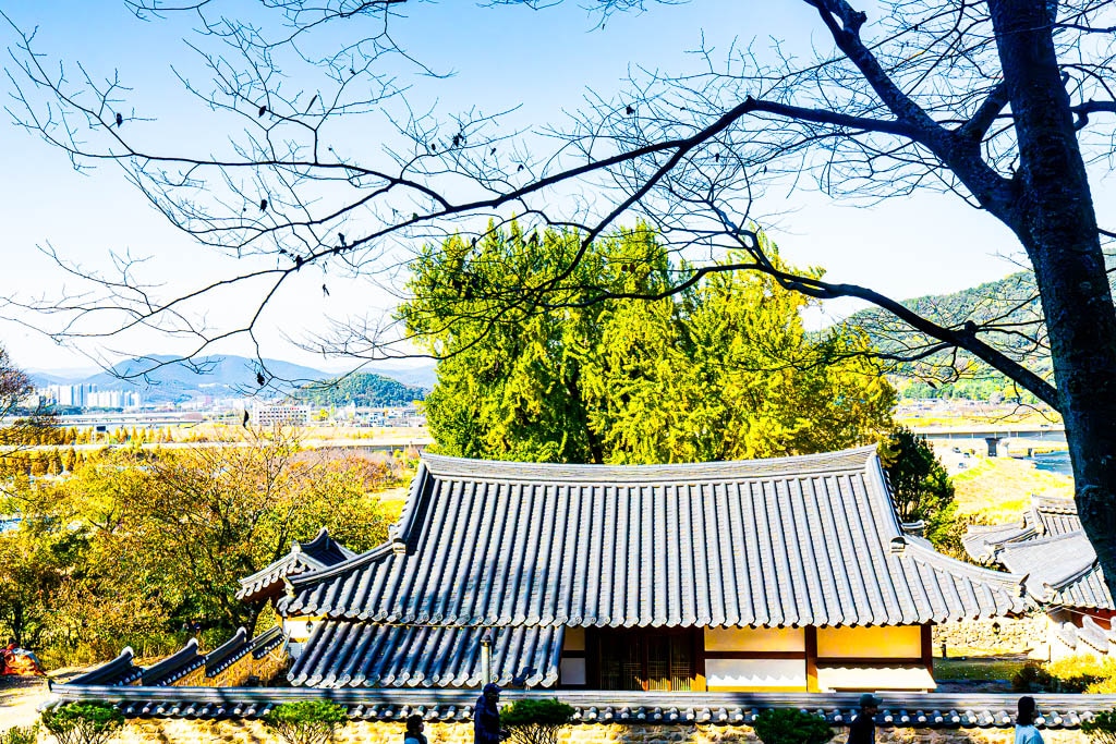 밀양 금시당 은행나무 출사를 다녀와서 6