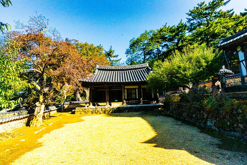 밀양 금시당 은행나무 출사를 다녀와서 8