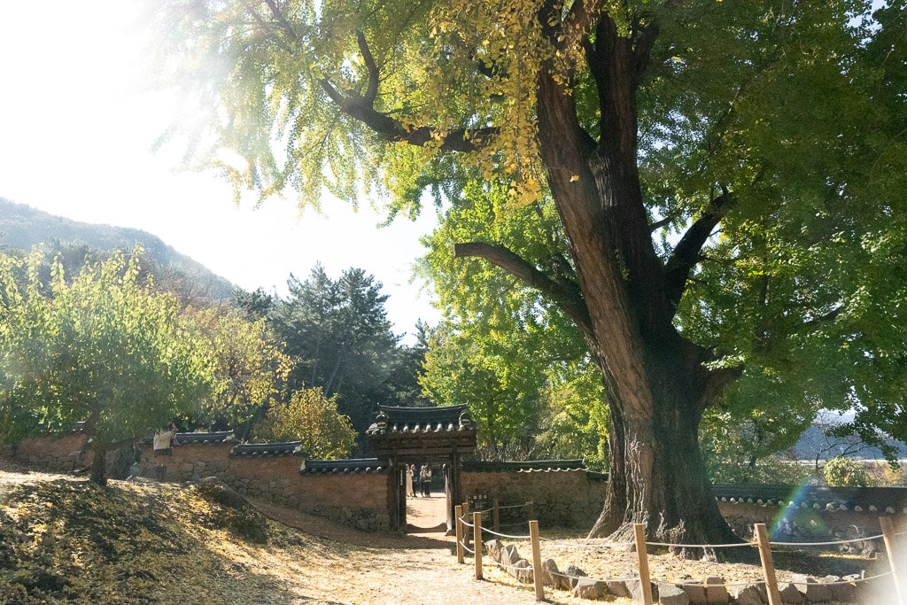 밀양 금시당 은행나무 출사를 다녀와서 4