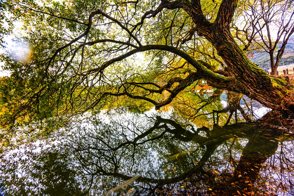 가을 단풍이 아름다웠던 밀양 위양지, 5월 이팝나무 풍경의 아쉬움을 잊게하다. 15