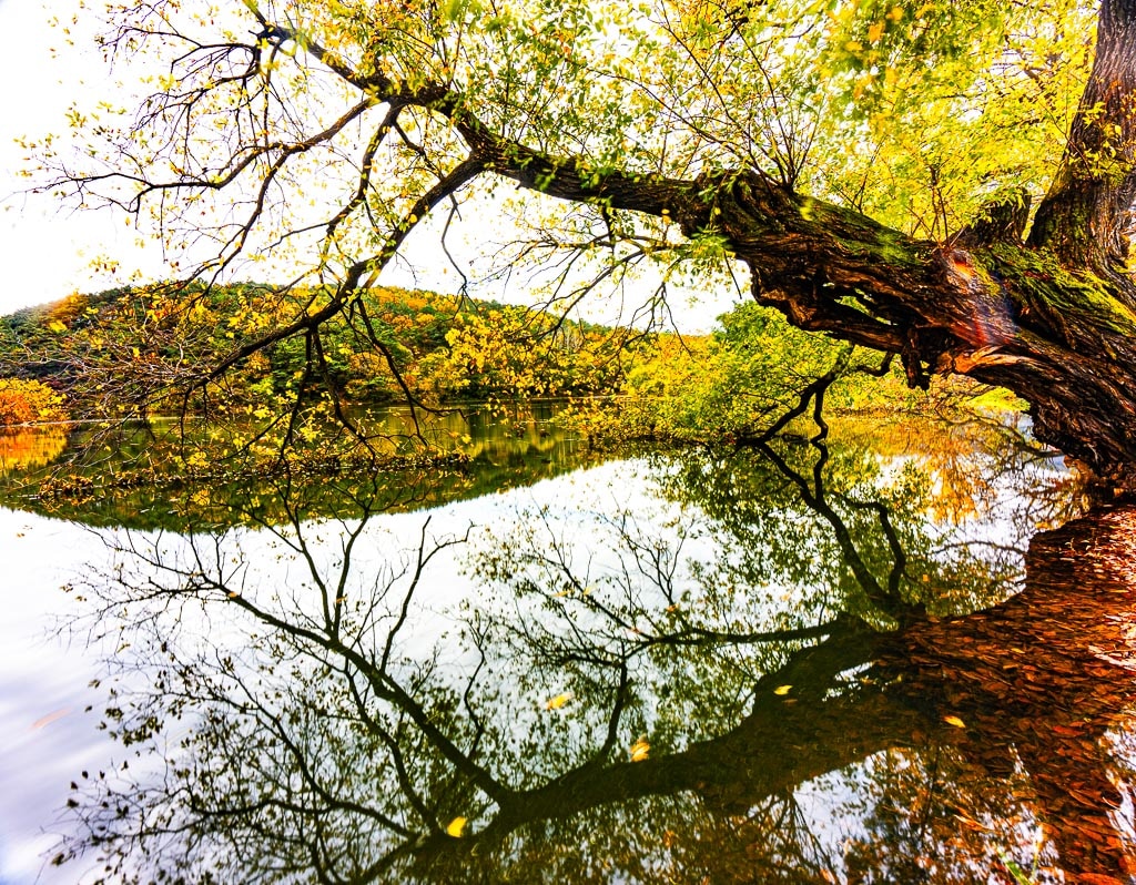 가을 단풍이 아름다웠던 밀양 위양지, 5월 이팝나무 풍경의 아쉬움을 잊게하다. 16