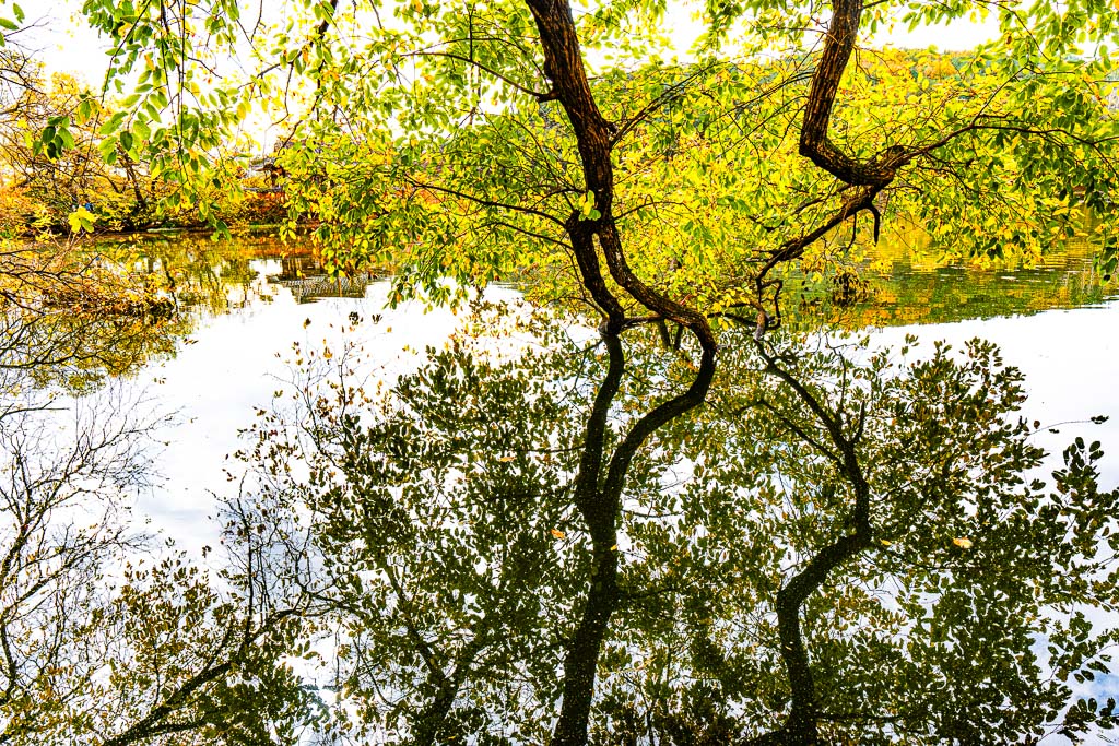 가을 단풍이 아름다웠던 밀양 위양지, 5월 이팝나무 풍경의 아쉬움을 잊게하다. 18