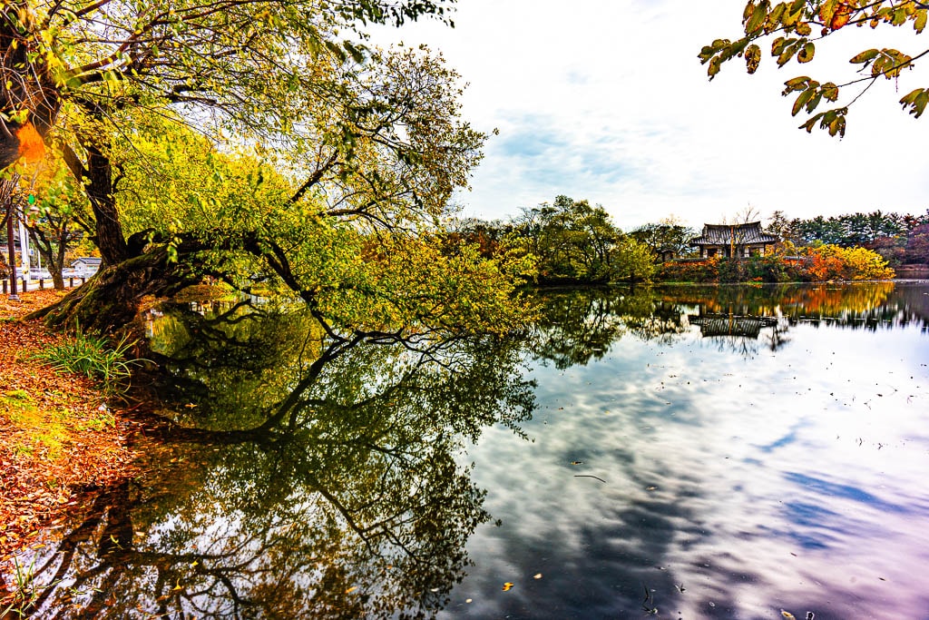 가을 단풍이 아름다웠던 밀양 위양지, 5월 이팝나무 풍경의 아쉬움을 잊게하다. 17